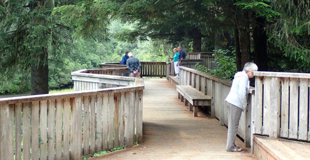 The boardwalk for viewing the bears at the Fish Creek Wildlife Viewing Area.