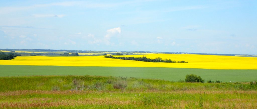 Bright yellow fields of rapeseed plants used to produce canola oil are everywhere in Alberta.