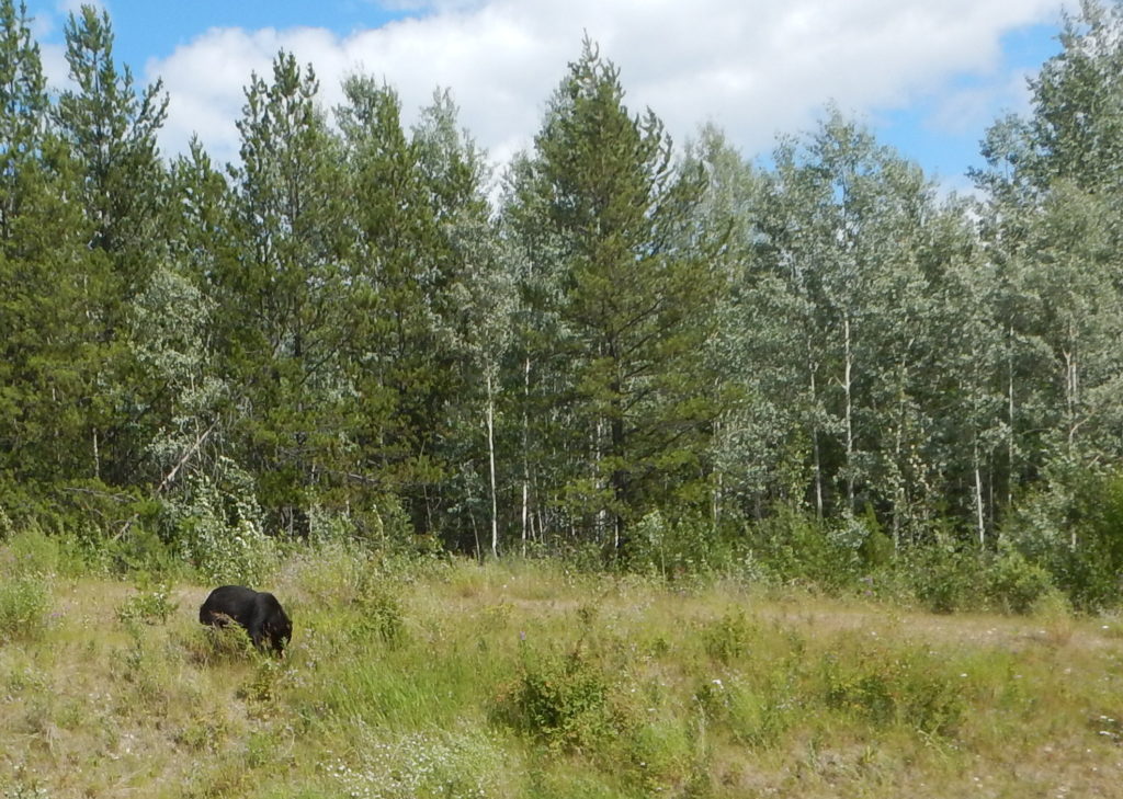 And several bears, though we don't have photos of many of them.  Stopping to take pictures of bears is not the smartest thing to do on a motorcycle.