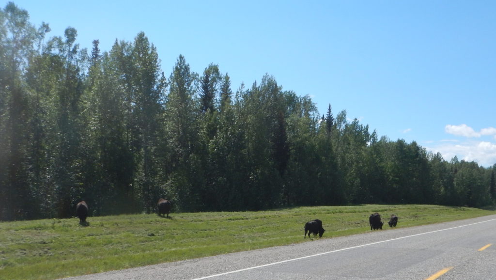 We've seen lots of animals, including buffalo...